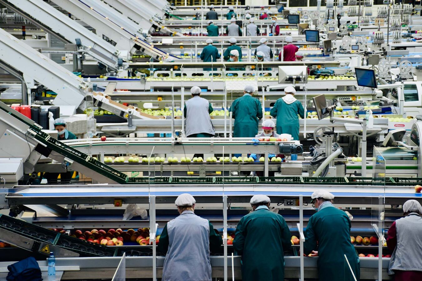 Workers sorting apples on multiple conveyor lines in a food processing facility.