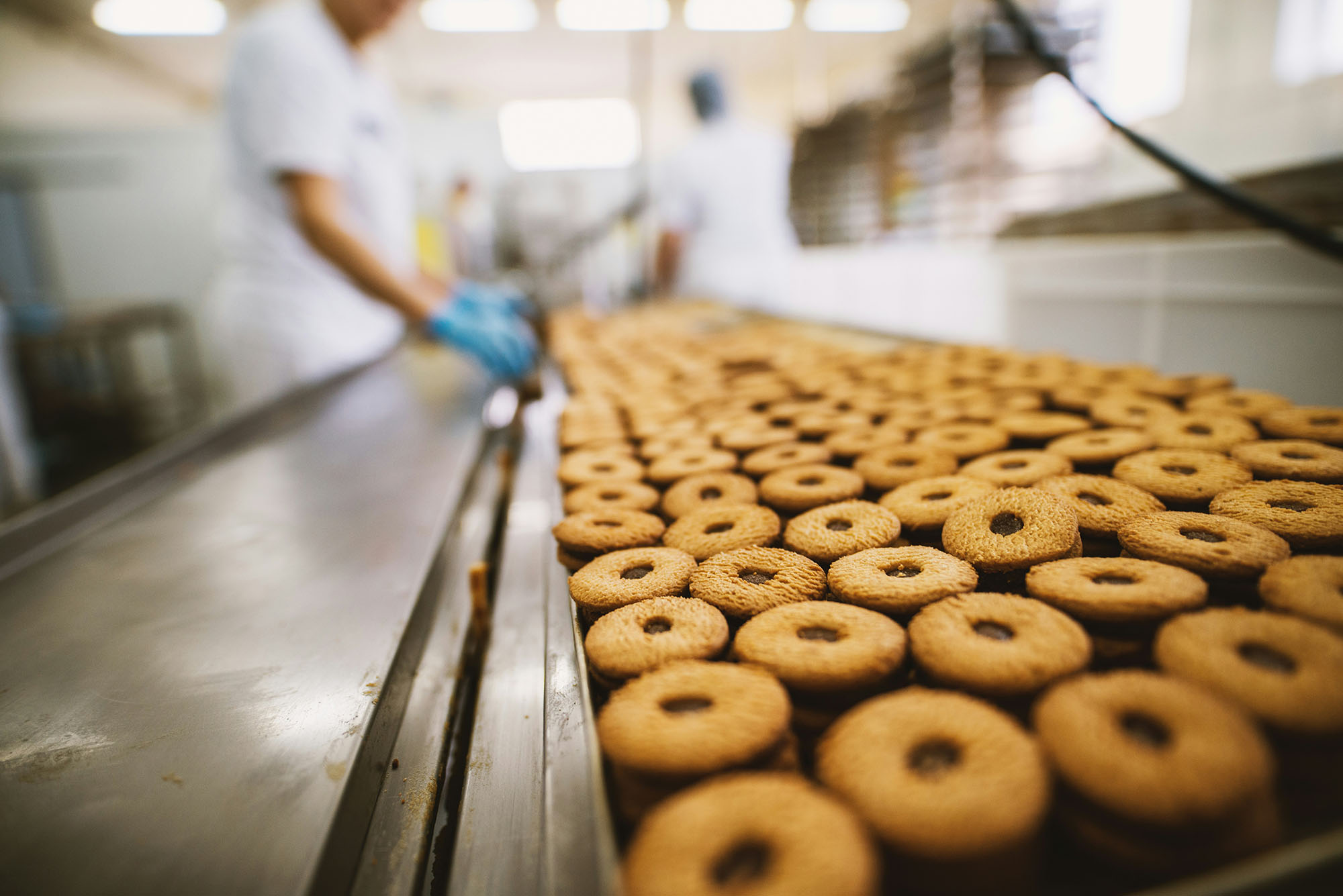 Cookies moving along a stainless steel conveyor on a food production line