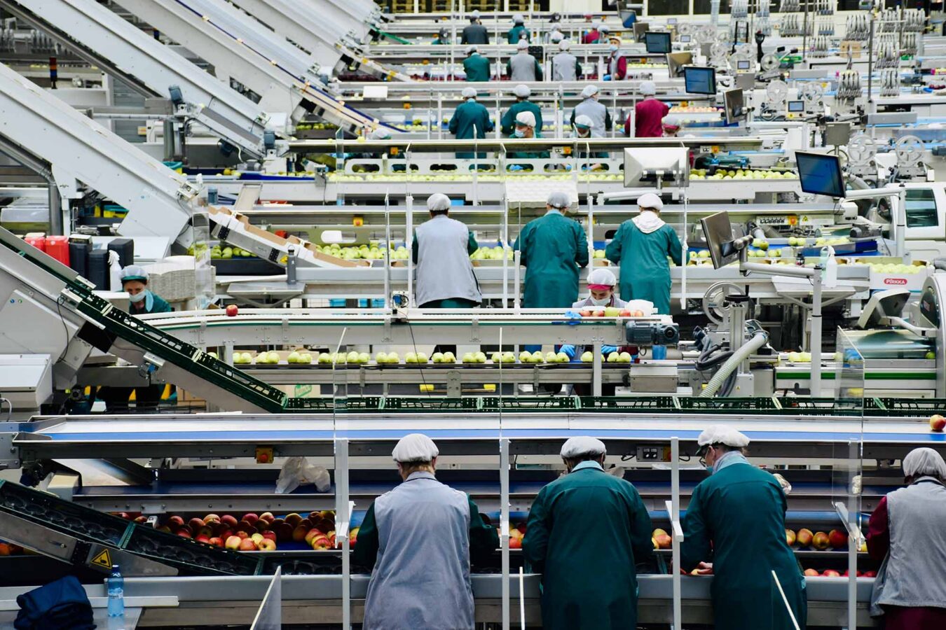 Workers in hairnets and coats sorting apples on parallel conveyor lines in a large packing facility