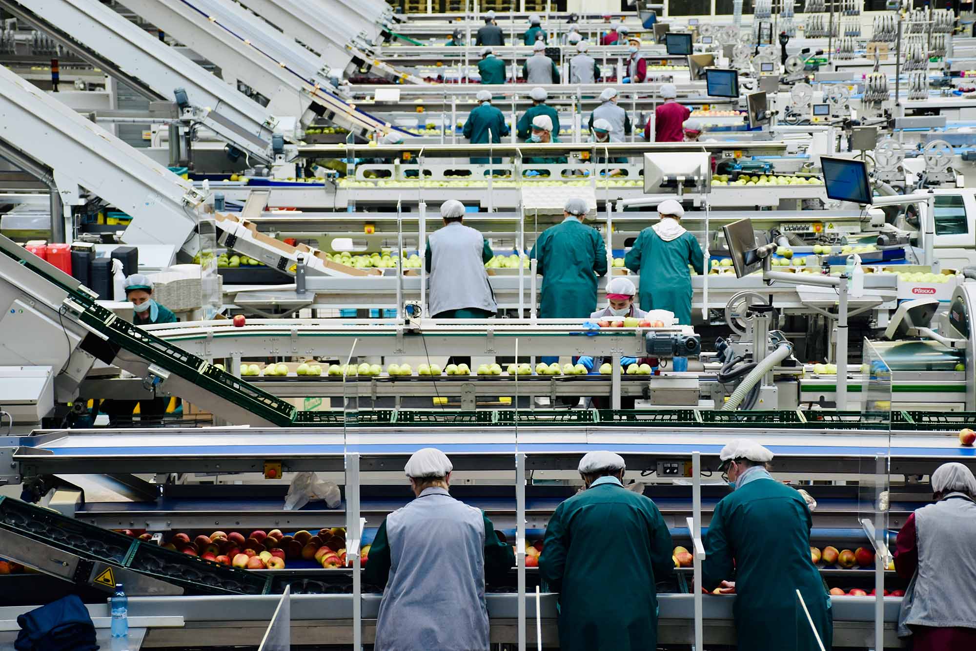 Workers in hairnets and coats sorting apples on parallel conveyor lines in a large packing facility